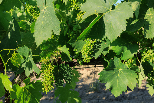 Ripe red Merlot grapes on rows of vines in a vienyard before the wine harvest in Saint Emilion region. France