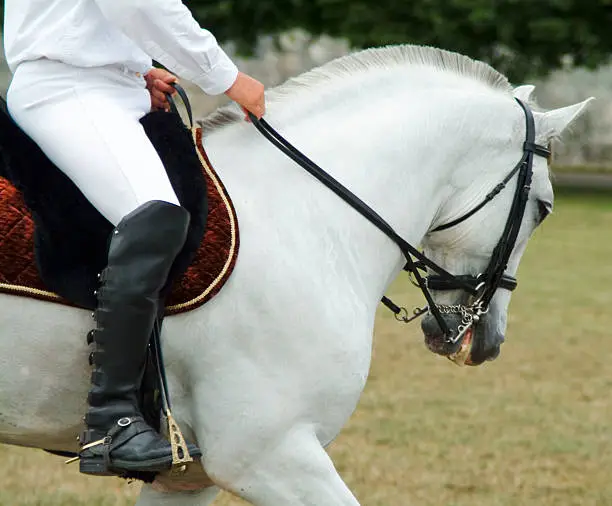 horse rider on white horse equestrian event