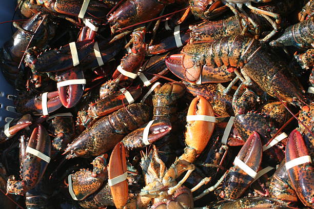 istock Lobster - and a lot of it! 140381577