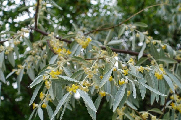 istock very fragrant elaeagnus tree, elaeagnus blooming in spring, 1403815773