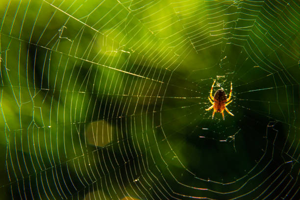 plan rapproché macro d’une araignée de jardin européenne (araignée de croix, araneus diadematus) s’asseyant dans une toile d’araignée - cross spider photos et images de collection