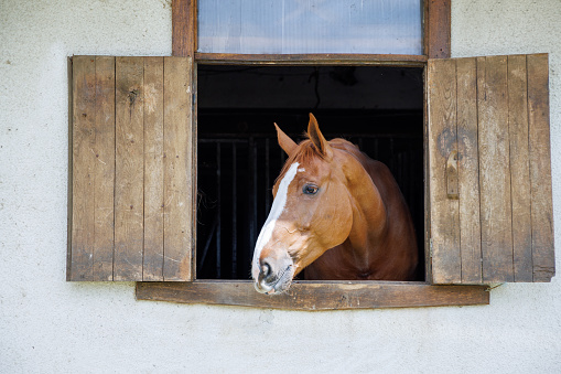 Horse with shiny dark mane sticks its head out of window in stall in stable
