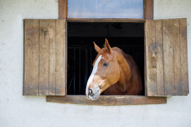 Horse with shiny dark mane sticks its head out of window in stall in stable stock photo