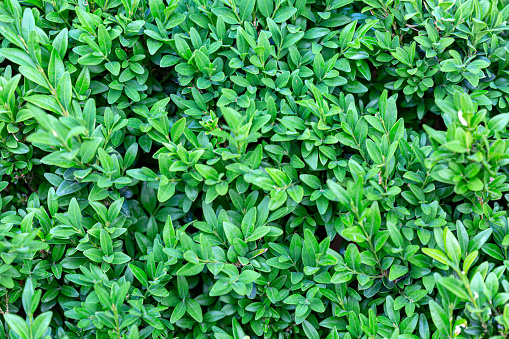 Leaves of fresh green boxwood (Buxus sempervirens). Evergreen boxwood close-up in nature. Concept: greenery, natural pattern, natural texture.
