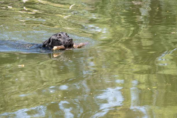 istock dog fetching a stick in the water 1403816611
