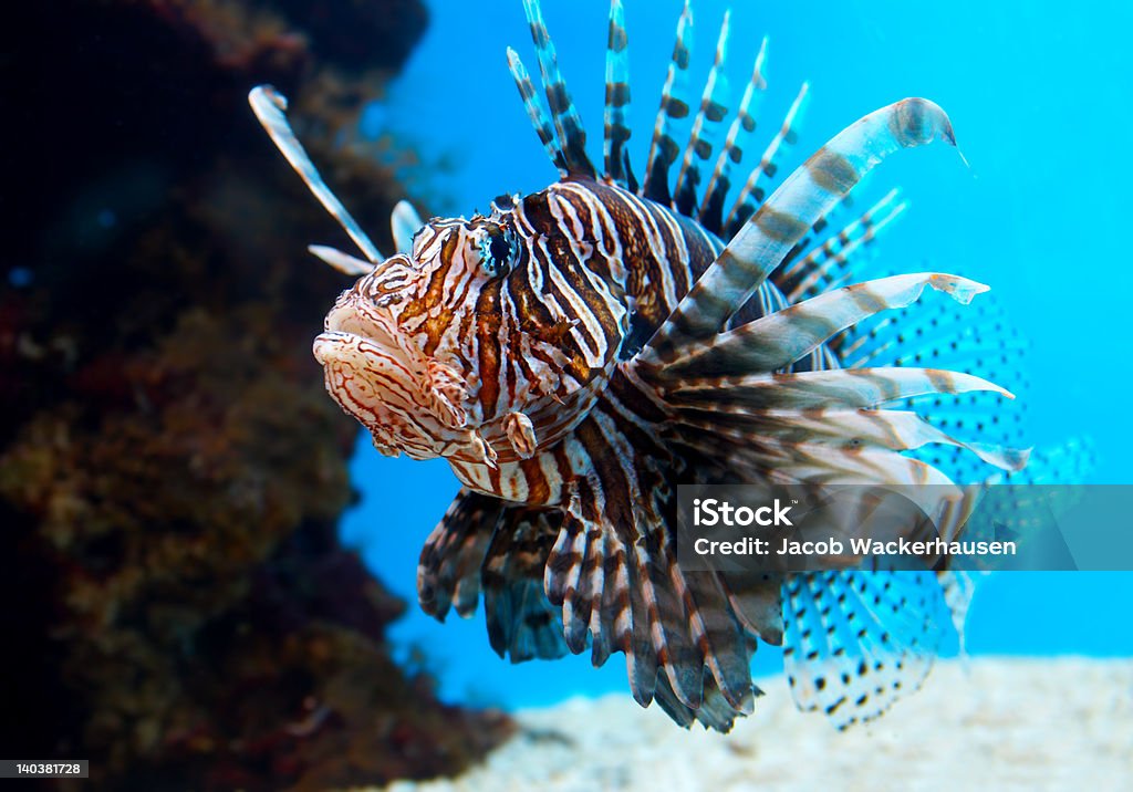 Close-up of Turkey fish This is a Turkey Fish or 'Pterois Volitans' - photographed in an aquarium. Animal Stock Photo