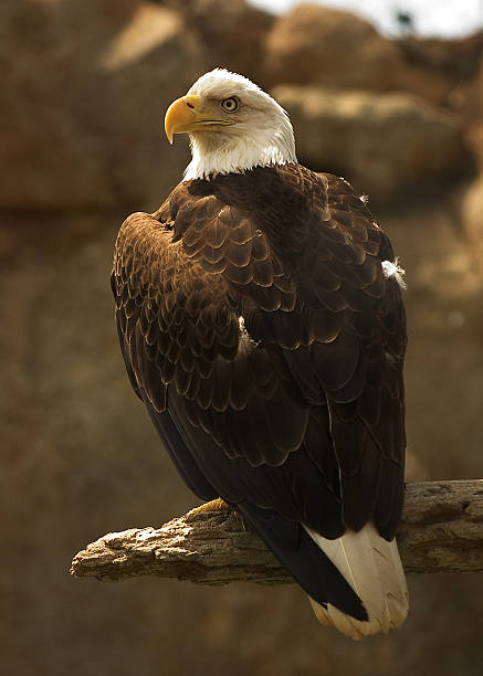American Bald Eagle stock photo
