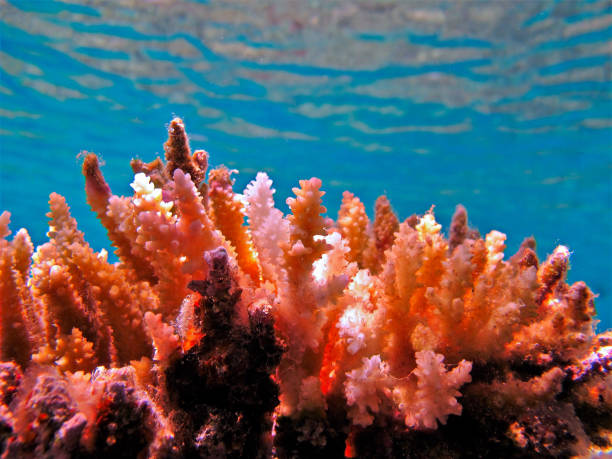 istock Corals in the sea 1403819119