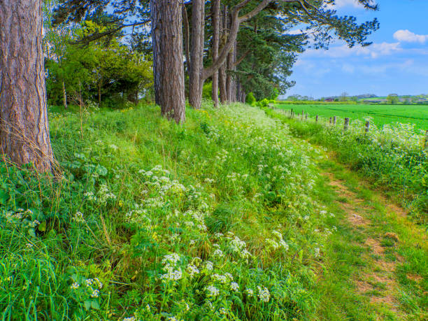 istock footpath rural warwickshire countryside uk summer grassland 1403819265