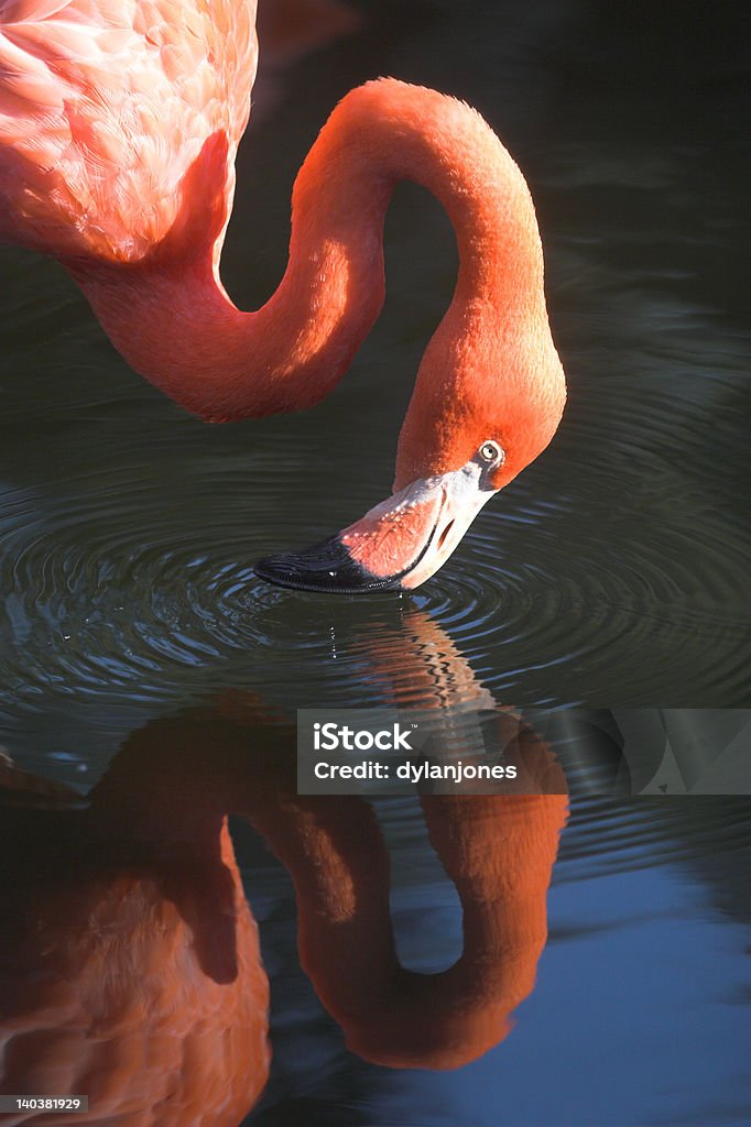 Flamingo - Zbiór zdjęć royalty-free (Chlapać)