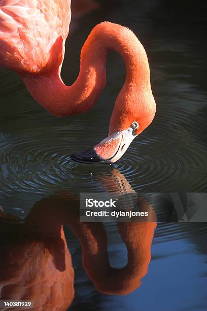 Foto de Flamingo e mais fotos de stock de Animal selvagem - Animal selvagem, Assistindo, Beber