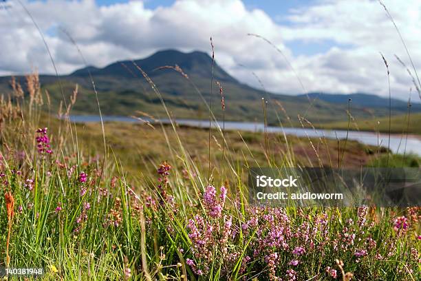 Highlands Scozzesi - Fotografie stock e altre immagini di Acquitrino di torbiera - Acquitrino di torbiera, Ambientazione esterna, Animale