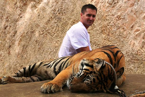 istock Harmony at the Tiger temple 140381980