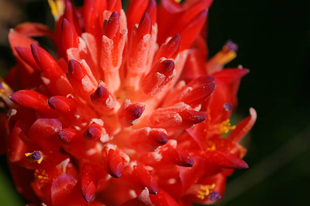 istock Unusual and Spiky Red Flower 140382022