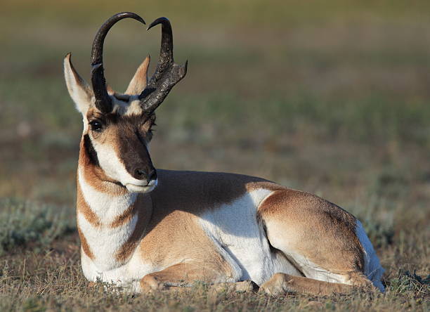 Antilope d'Amérique Antilope - Photo