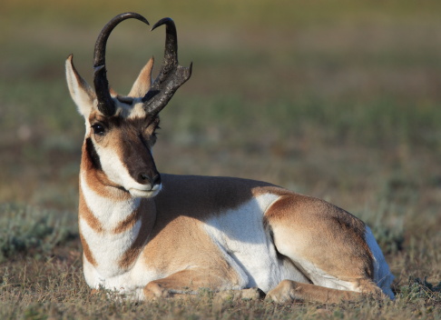 Proghorn Antelope at Wild Cave National Park