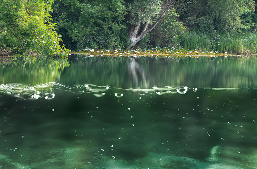 beautiful green idyll lakeside with underwater view under the waterline in summer time, wild vegetation and water lilies at the waterfront, tranquility in nature concept with copy space
