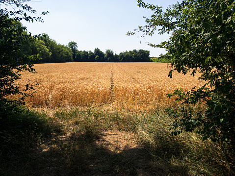 harvest time: big round hay bale on a mowed summer meadow photographed in the foreground, in the background more hay bales in front of a small green forest, during the day without people