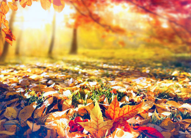bella foto colorata luminosa del tema autunnale. - sunset day back lit autumn foto e immagini stock
