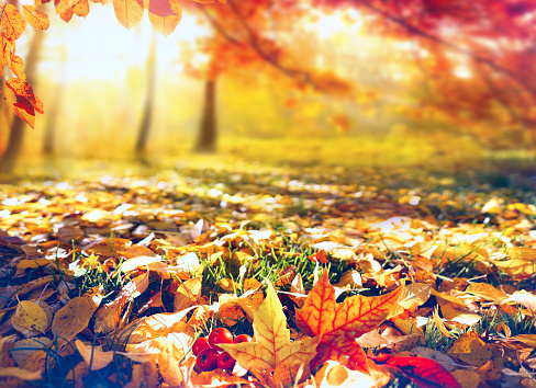 Autumn colorful orange and yellow  fallen leaves in the grass in an autumn park in the sunny morning in nature close-up.