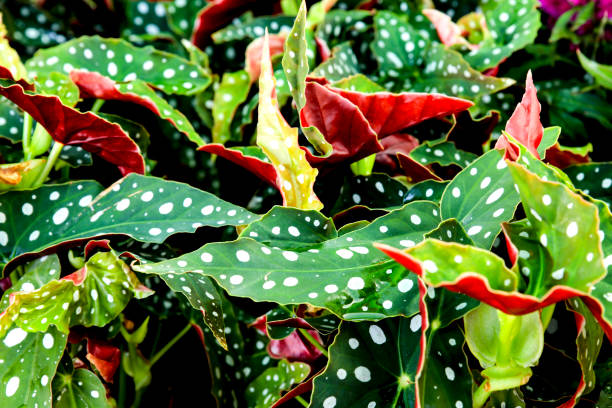 bunte begonia maculata pflanzen im garten - begonia stock-fotos und bilder