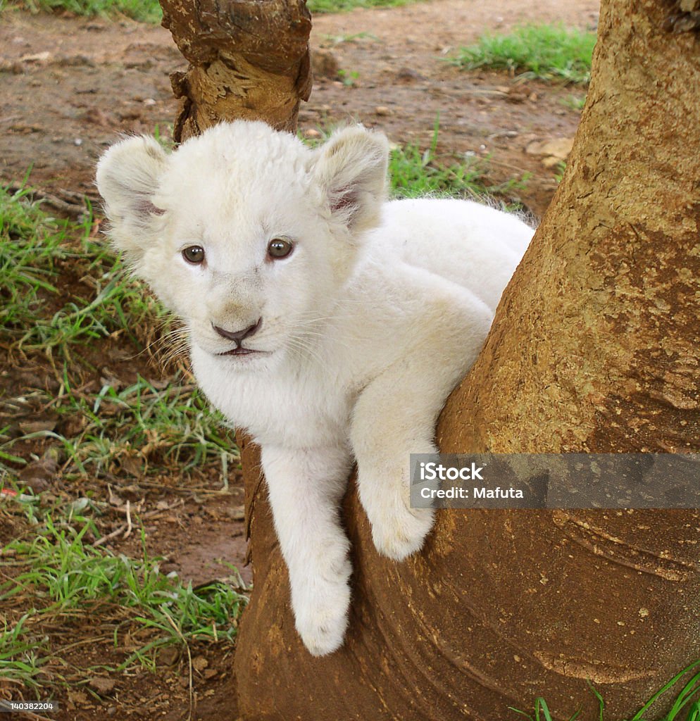 Cria de leão branco em uma árvore - Royalty-free Albino Foto de stock