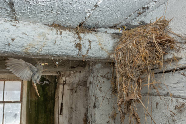 istock Black Redstart (Phoenicurus ochruros) bringing food in flight to its chicks at nest. 1403822296