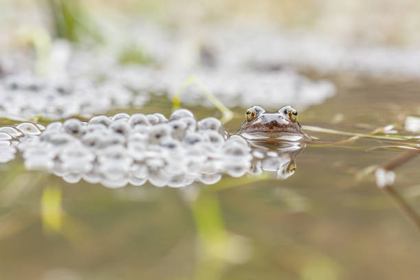 istock Red frog (Rana temporaria) next to eggs at breeding site in spring. 1403822330