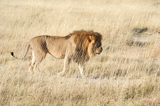 African Lion at Etosha National Park in Kunene Region, Namibia