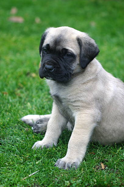 istock English Mastiff Portrait 140382248