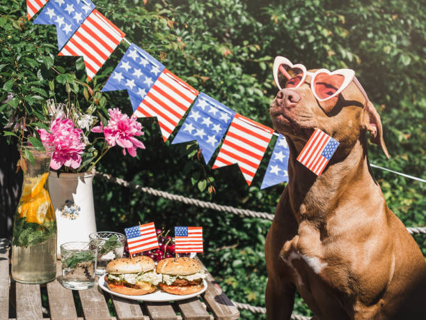 lovely, pretty brown puppy and two delicious burgers - 4th of july imagens e fotografias de stock