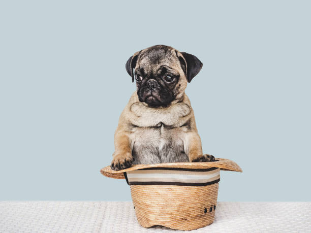 istock Lovable, pretty puppy and sun hat. Close-up, indoors 1403823255