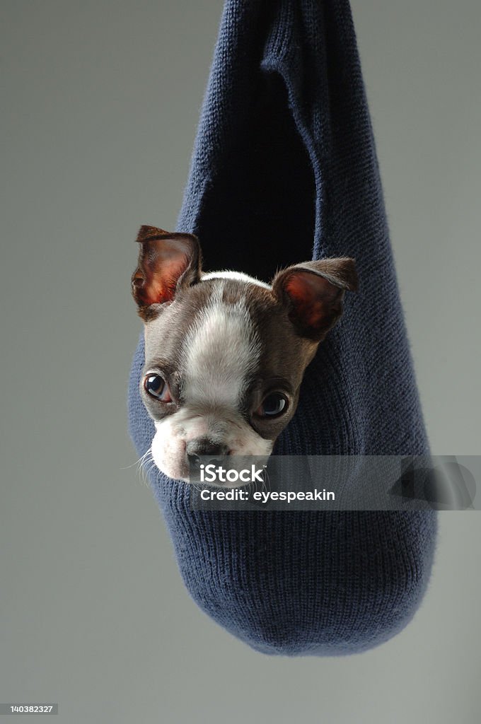 Boston terrier - Lizenzfrei Blick in die Kamera Stock-Foto