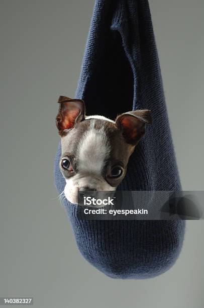 Boston Terrier Stockfoto und mehr Bilder von Blick in die Kamera - Blick in die Kamera, Boston Terrier, Eingewickelt