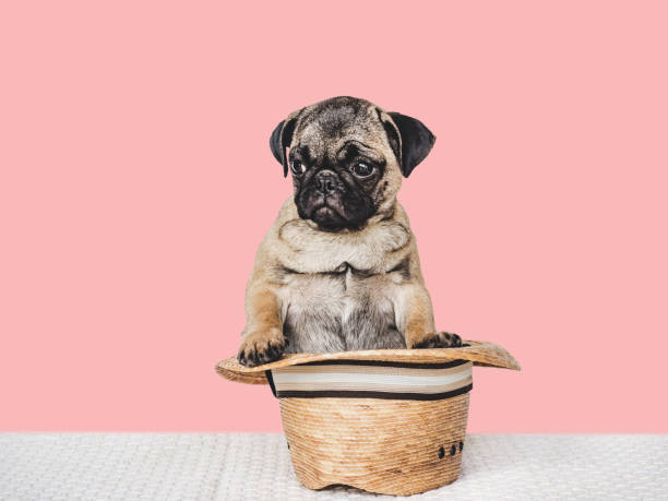 istock Lovable, pretty puppy and sun hat. Close-up, indoors 1403823305