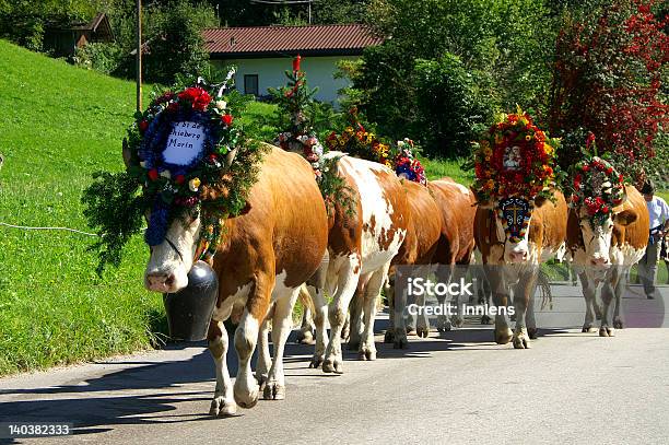 Almabtrieb Foto de stock y más banco de imágenes de Trashumancia - Trashumancia, Zillertal, Estado del Tirol