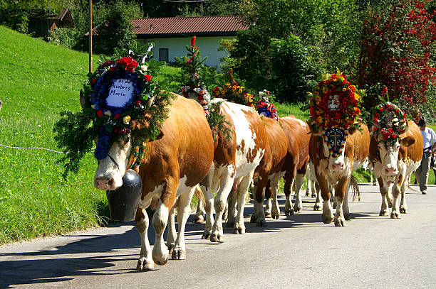 almabtrieb - catholicism north tirol austria europe 뉴스 사진 이미지