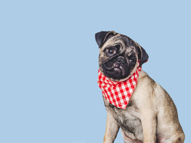 adorable, bonito cachorro y pañuelo rojo. closeup - 11207 fotografías e imágenes de stock