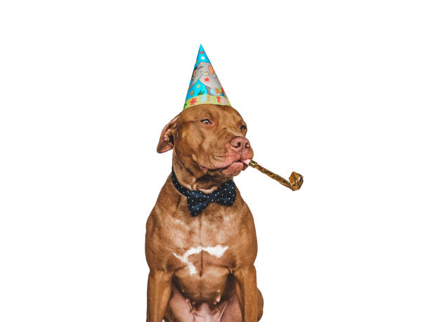 симпатичный, симпатичный коричневый щенок, шляпа для вечеринки и галстук-бабочка - 11246 стоковые фото и и�зображения