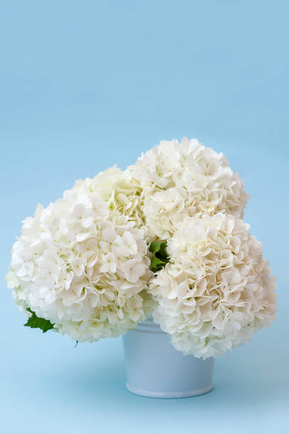 istock White flowers in a vase on a blue background. vertical photo 1403823688