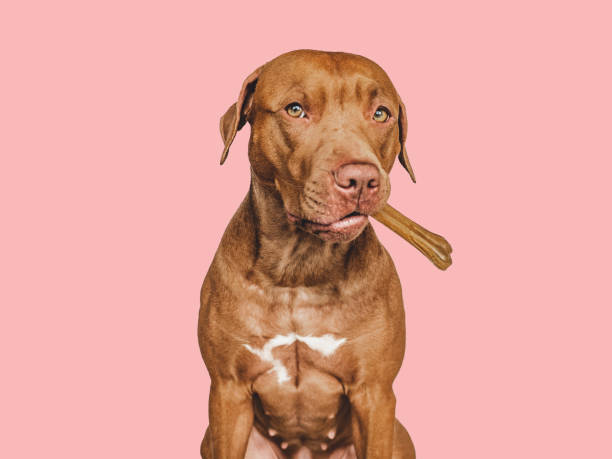 istock Lovable, pretty brown puppy, holding a bone 1403823698