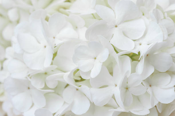 istock Background of white natural flowers 1403823712