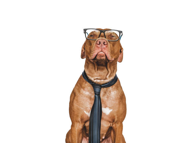 Lovable, pretty brown puppy and tie. Close-up