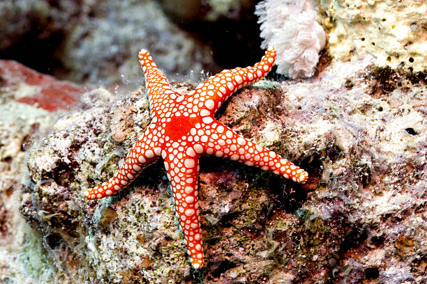 Starfish stock photo