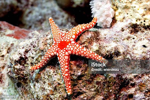 Foto de Estreladomar e mais fotos de stock de Estrela-do-mar - Estrela-do-mar, Colorido, Coral - Cnidário