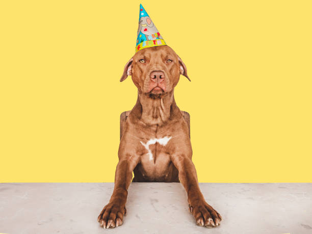 istock Lovable, pretty brown puppy and party hat 1403823828