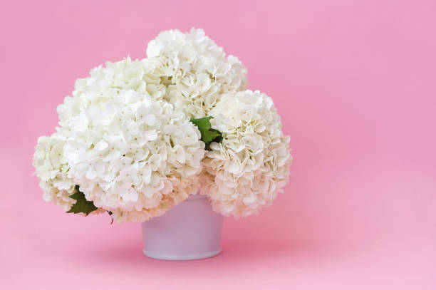 istock White flowers in a vase on a pink background with copy space 1403823846