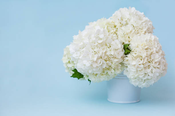 istock White flowers in a vase on a blue background with copy space 1403823857