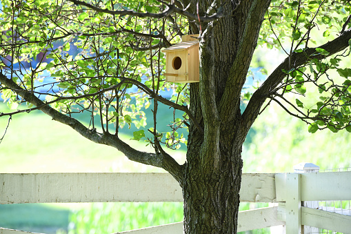 Birdhouse in a tree.