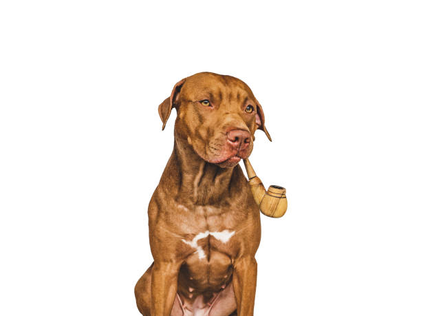 istock Lovable, pretty brown dog. Closeup, Isolated background 1403823934